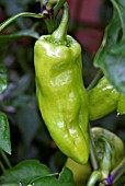 CAPSICUM ANNUUM ORO,  (SWEET PEPPER).