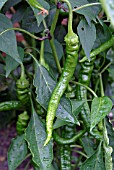 CAPSICUM ANNUUM DOUX LONG DEST ANDES,  (SWEET PEPPER).