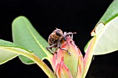 VINE WEEVIL (OTIORHYNCHUS SULCATUS) ON RHODODENDRON