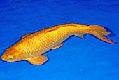 KOI CARP KAWARIMONO KIGOI