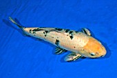 KOI CARP BEKKO