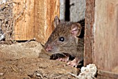 RATTUS NORVEGICUS,  (BROWN RAT),  EMERGING OUT OF HOLE.