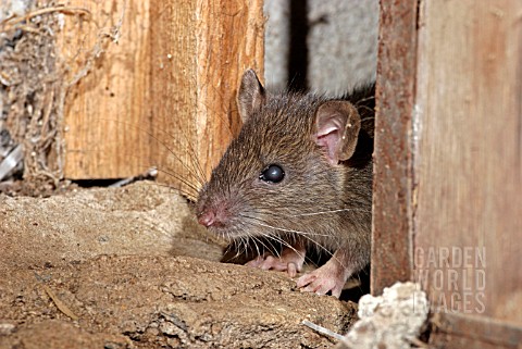 RATTUS_NORVEGICUS__BROWN_RAT__EMERGING_OUT_OF_HOLE