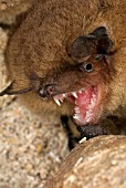 PIPISTRELLUS PIPISTRELLUS,  (PIPISTRELLE BAT),  SNARLING. (PROTECTED SPECIES IN THE UK).