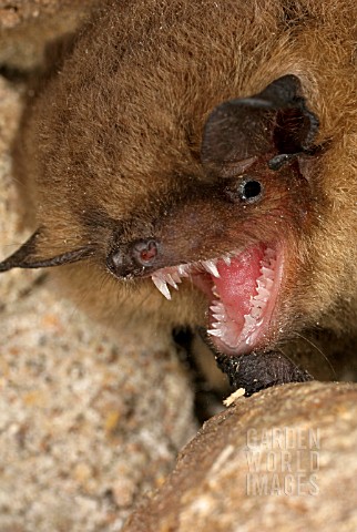 PIPISTRELLUS_PIPISTRELLUS__PIPISTRELLE_BAT__SNARLING_PROTECTED_SPECIES_IN_THE_UK