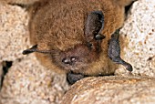 PIPISTRELLUS PIPISTRELLUS,  (PIPISTRELLE BAT),  AT REST. (PROTECTED SPECIES IN THE UK).