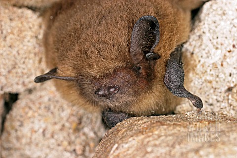 PIPISTRELLUS_PIPISTRELLUS__PIPISTRELLE_BAT__AT_REST_PROTECTED_SPECIES_IN_THE_UK