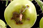 BLOSSOM END ROT ON GREEN TOMATO