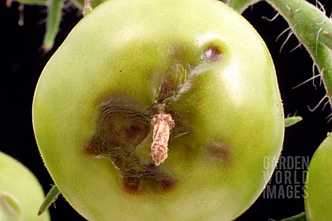 BLOSSOM_END_ROT_ON_GREEN_TOMATO