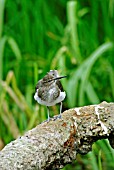 ACTITIS HYPOLEUCOS,  (COMMON SANDPIPER).