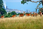 ELAPHURUS DAVIDIANUS,  (PERE DAVIDS DEER). (CRITICALLY ENDANGERED SPECIES). HERD WITH INDUSTRIAL CITYSCAPE IN BACKGROUND.