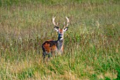 ELAPHURUS DAVIDIANUS,  (PERE DAVIDS DEER). (CRITICALLY ENDANGERED SPECIES). STAG STANDING IN LONG GRASS.