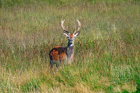 ELAPHURUS_DAVIDIANUS__PERE_DAVIDS_DEER_CRITICALLY_ENDANGERED_SPECIES_STAG_STANDING_IN_LONG_GRASS