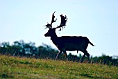 DAMA DAMA,  (FALLOW DEER),  BUCK SILHOUETTED AGAINST MORNING SKY.