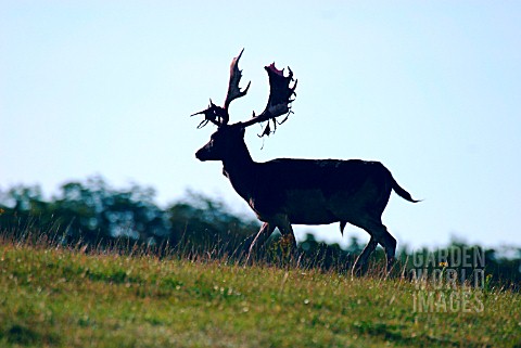 DAMA_DAMA__FALLOW_DEER__BUCK_SILHOUETTED_AGAINST_MORNING_SKY