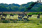 DAMA DAMA,  (FALLOW DEER). HERD GRAZING IN EARLY MORNING.