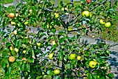 MALUS DOMESTICA LORD DERBY,  (APPLE),  ESPALIER WITH RIPENING FRUIT.