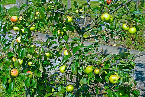 MALUS_DOMESTICA_LORD_DERBY__APPLE__ESPALIER_WITH_RIPENING_FRUIT