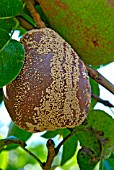 SCLEROTINA SPP,  (BROWN ROT) MATURELY DEVELOPED ON PEAR.