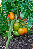 LYCOPERSICON ESCULENTUM CAROTINA,  (TOMATO). RIPENING FRUIT.