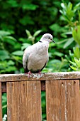 COLLARED DOVE,  STREPTOPELIA DECOACTO,  ON GARDEN SEAT,  FRONT VIEW