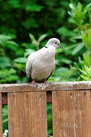 COLLARED_DOVE__STREPTOPELIA_DECOACTO__ON_GARDEN_SEAT__FRONT_VIEW