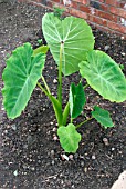 COLOCASIA ESCULENTA,  (TARO).