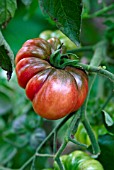 LYCOPERSICON ESCULENTUM PURPLE CALABASH,  (TOMATO).