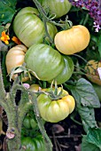 LYCOPERSICON ESCULENTUM WHITE BEAUTY,  (TOMATO),  FRUIT RIPENING.