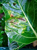 MANGANESE DEFICIENCY,  DAMAGE TO CHARD LEAF.