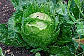 BRASSICA OLERACEA SUBSP. CAPITATA PADDY,  (CABBAGE).