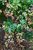 RUBUS FRUTICOSUS OREGAN THORNLESS,  (BLACKBERRY).