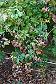 RUBUS FRUTICOSUS OREGON THORNLESS,  (BLACKBERRY).