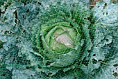 BRASSICA OLERACEA SUBSP. CAPITATA JANUARY KING,  (CABBAGE). GROWING UNDER NET FOR PEST PROTECTION.