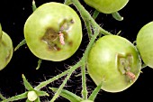 BLOSSOM END ROT ON GREEN TOMATO