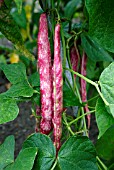 PHASEOLUS COCCINEUS BORLOTTO LINGUA DI FUOCO, (FRENCH BEAN)