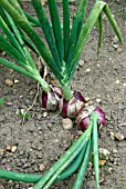 ALLIUM CEPA ROSSO DI MILANO,  (ONION),  NEARING MATURITY.