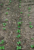 VICIA FABA CLIPPER,  (FIELD BEAN),  OVERWINTERING GREEN MANURE.