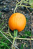 CUCURBITA PEPO SMALL SUGAR,  (PUMPKIN).