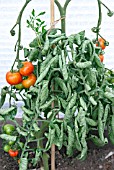 WATER SHORTAGE,  DAMAGED TOMATO WITH WILTED AND CURLED LEAVES.