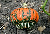 CUCURBITA MAXIMA TURKS TURBAN,  (SQUASH).