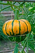 CUCURBITA MAXIMA TURKS TURBAN,  (SQUASH),  FRUIT HANGING ON VINE.