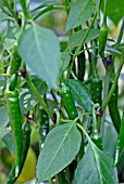 CAPSICUM ANNUUM RING OF FIRE,  (CHILLI PEPPER).