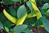 CAPSICUM ANNUUM HUNGARIAN HOT WAX,  (CHILLI PEPPER).