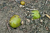 GREEN POTATOES,  CAUSED BY PROLONGED EXPOSURE TO LIGHT.