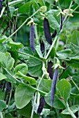 PISUM SATIVUM (SUGAR SNAP PEAS),  PURPLE.