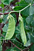 PISUM SATIVUM (SUGAR SNAP PEAS),  GREEN.