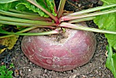 BETA VULGARIS SUBSP. VULGARIS BARBABIETOLA DI CHIOGGIA,  (BEETROOT).