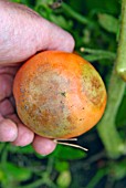 PHYTOPHTHORA INFESTANS ON LYCOPERSICON ESCULENTUM,  (TOMATO BLIGHT ON MATURE FRUIT).