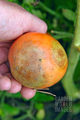 PHYTOPHTHORA_INFESTANS_ON_LYCOPERSICON_ESCULENTUM__TOMATO_BLIGHT_ON_MATURE_FRUIT